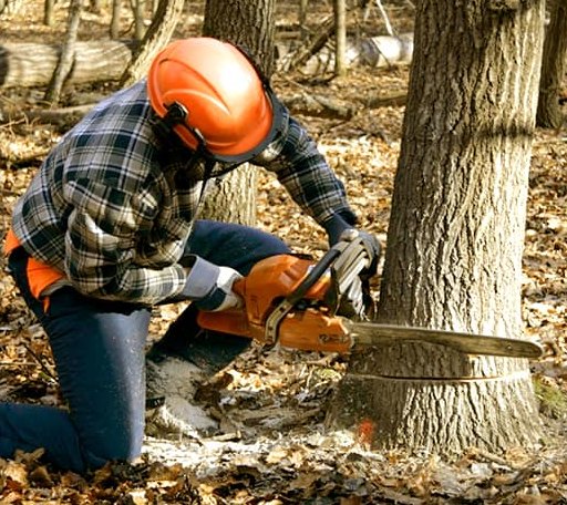 Tree Removal in Foxworth, MS